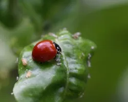 Mariquita
