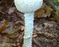 Amanita cokeri ?