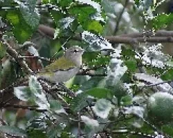 Aves en mi patio