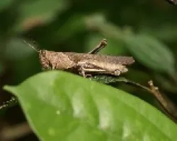 Langosta