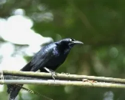Dos Negritos
