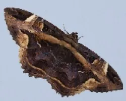 Mariposa