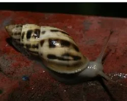 Caracol