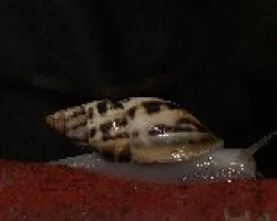 Caracol1