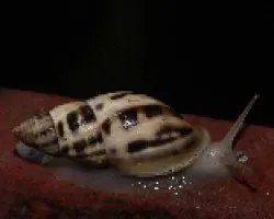 Caracol2