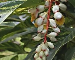 Racimo de flores