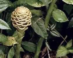 Maracas