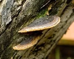 Orejas de palo