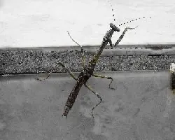 Mantis religiosa