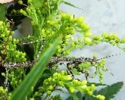 Mantis 1