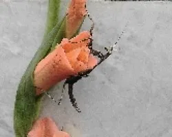 Mantis 2
