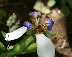Flor0