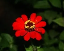 Flor1