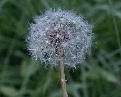 Diente de León