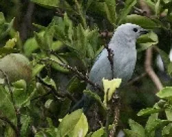 Viuda
