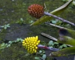Flores