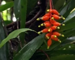 Unas