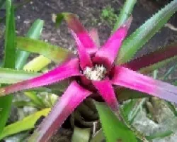 Bromelia