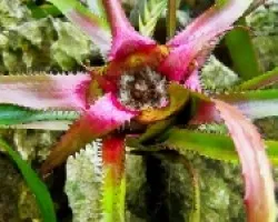 Bromelia