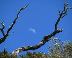 Luna de Mediod?a