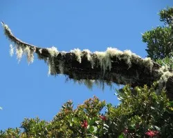 Arbol Adornado