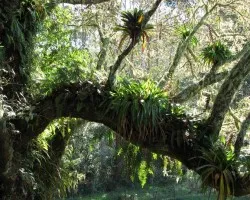 Bosque Exhuberante