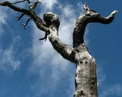 Arbol en la Cima