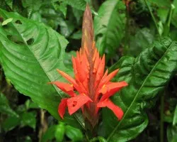 Flor de Monta?a (otra)
