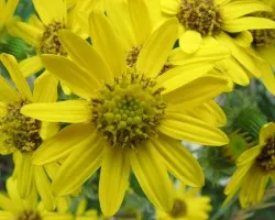 Flores de Altura