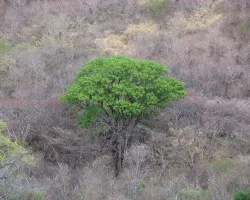 Siempre Verde