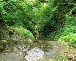 Bosque Tropical del Pac?fico