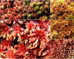 Musgos Multicolores