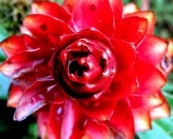 Flor de Bosque Nuboso