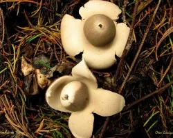 Estrellas de Tierra