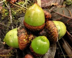 Frutos de Bosque de Altura