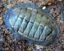 Especie Marina desconocida