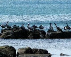 Plataforma de Clavadistas