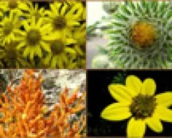 Flora en el Iraz?