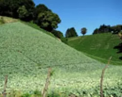 Sembrad?os