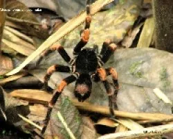 Megaphobema mesomelas