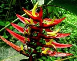 Heliconia