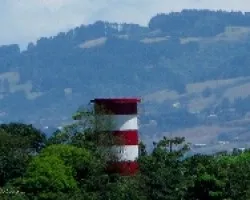 Gigante Bicolor