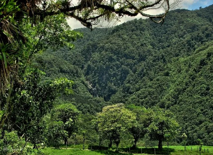 Foto
