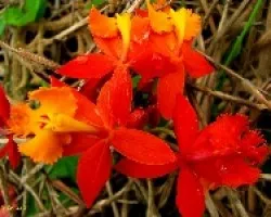 Flor desconocida