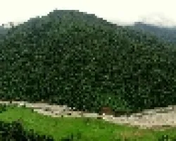 El Grande de Orosi