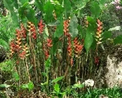 Heliconias
