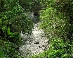 El Pejibaye