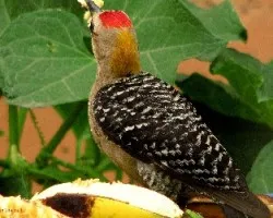 Carpintero