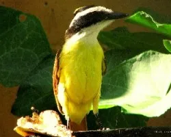 Pecho Amarillo