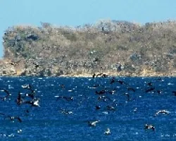 Un Fest?n en Alta Mar